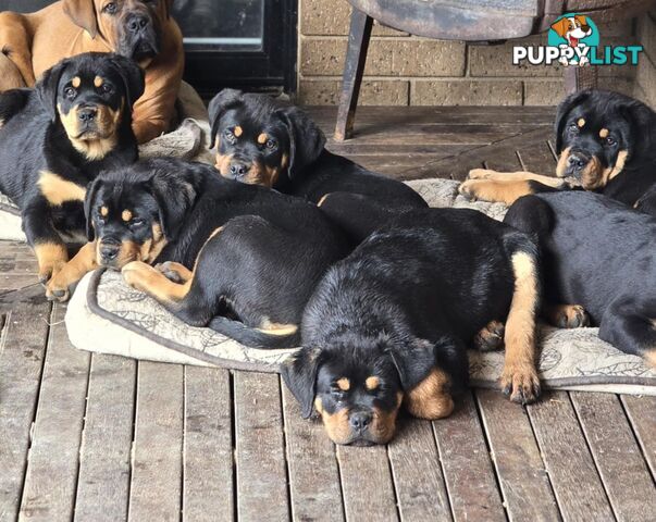 Rottweiler x Dogue De Bordeaux pups.