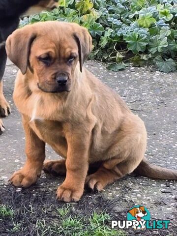 Rottweiler x Dogue De Bordeaux pups.