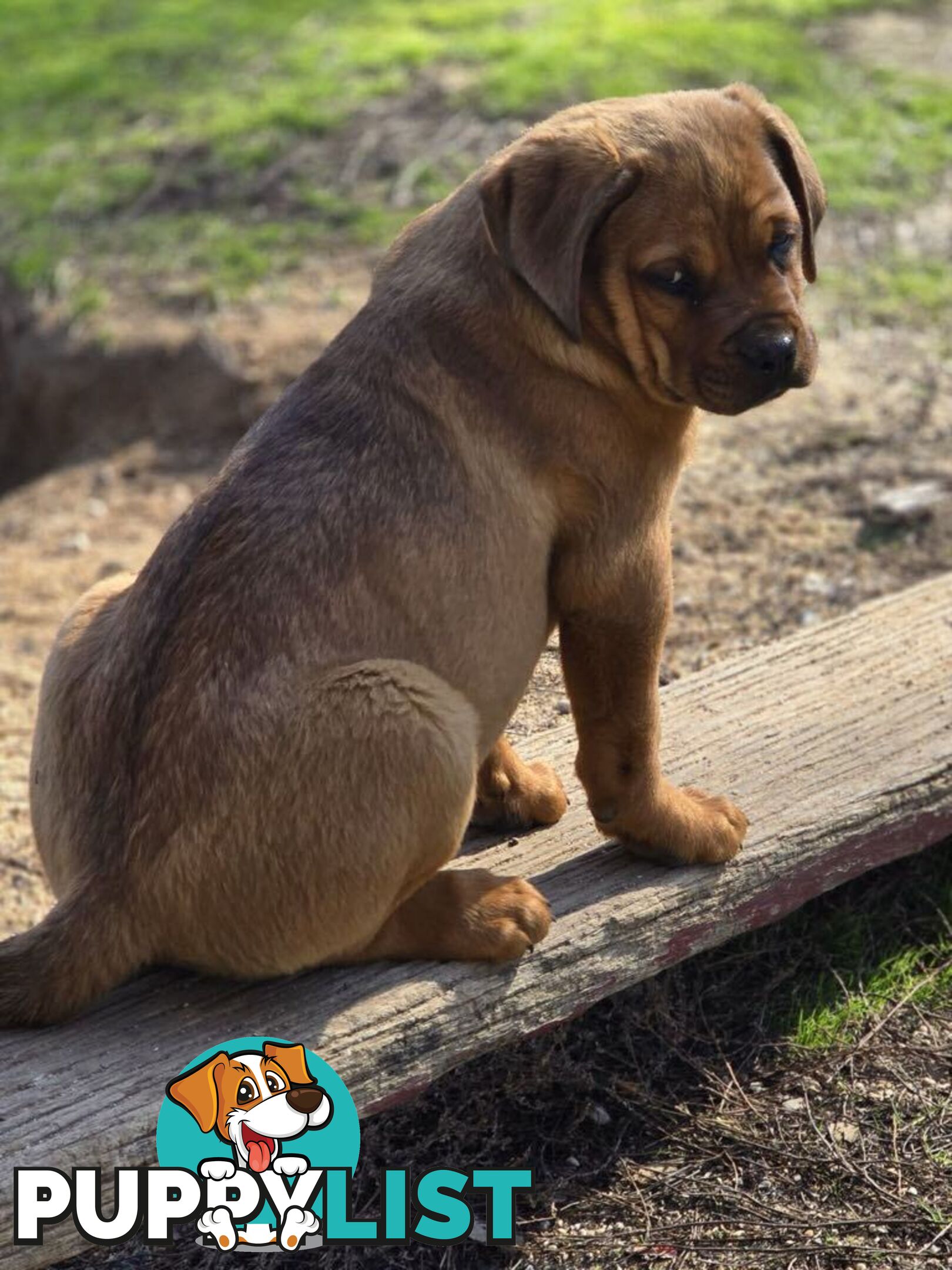 Rottweiler x Dogue De Bordeaux pups.