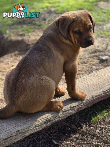 Rottweiler x Dogue De Bordeaux pups.