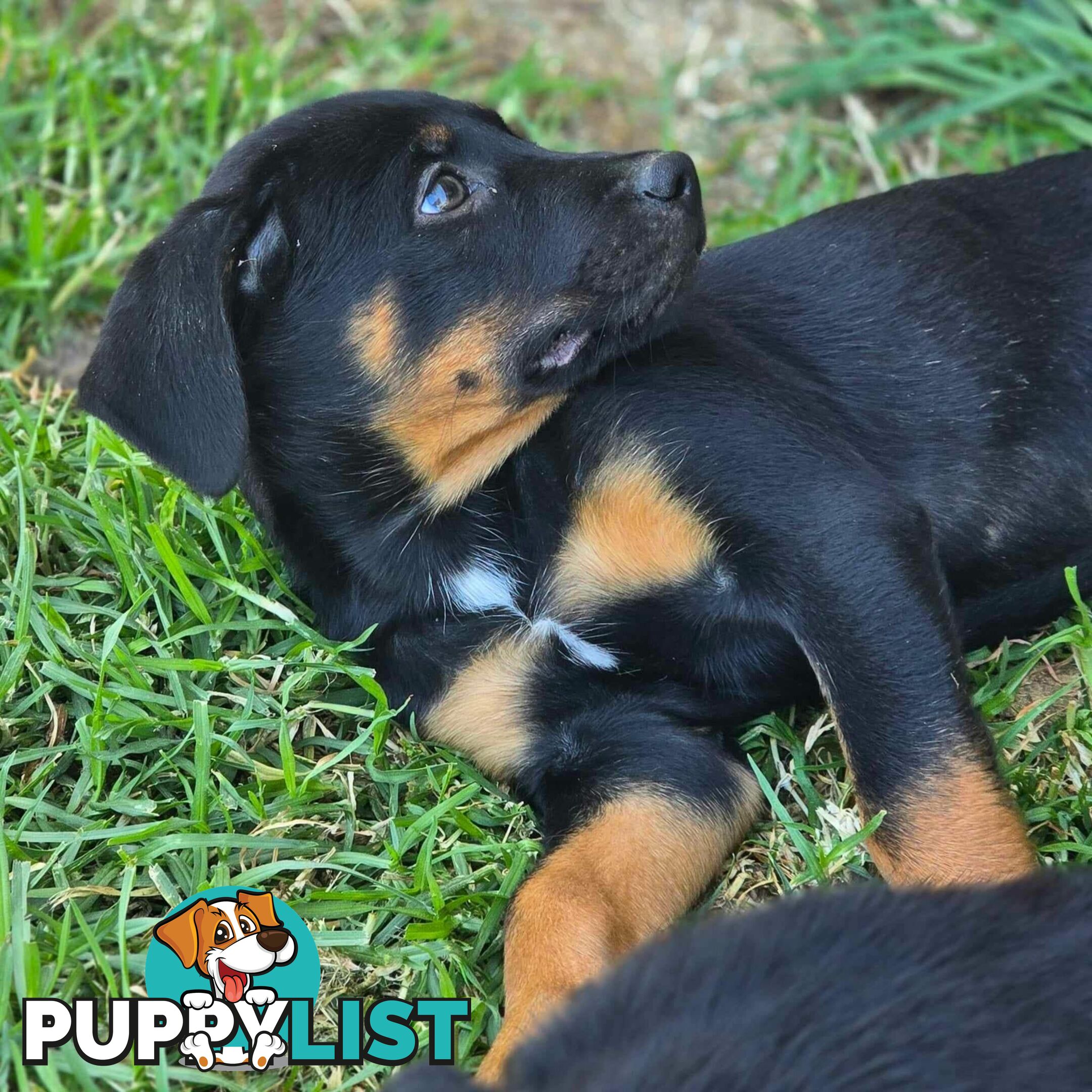 pocket rotties