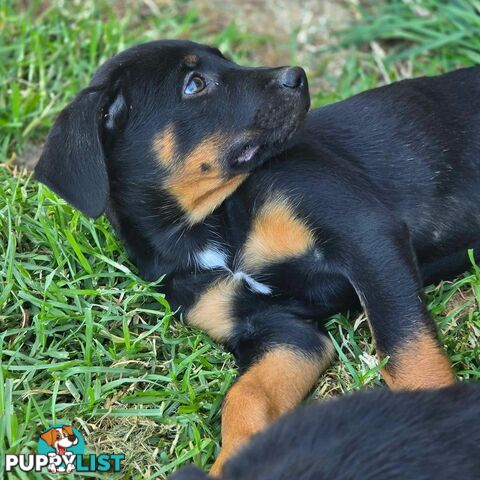 pocket rotties