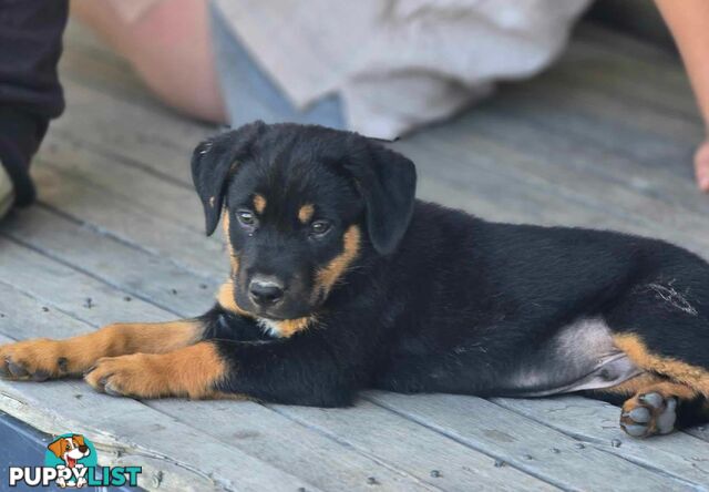 pocket rotties