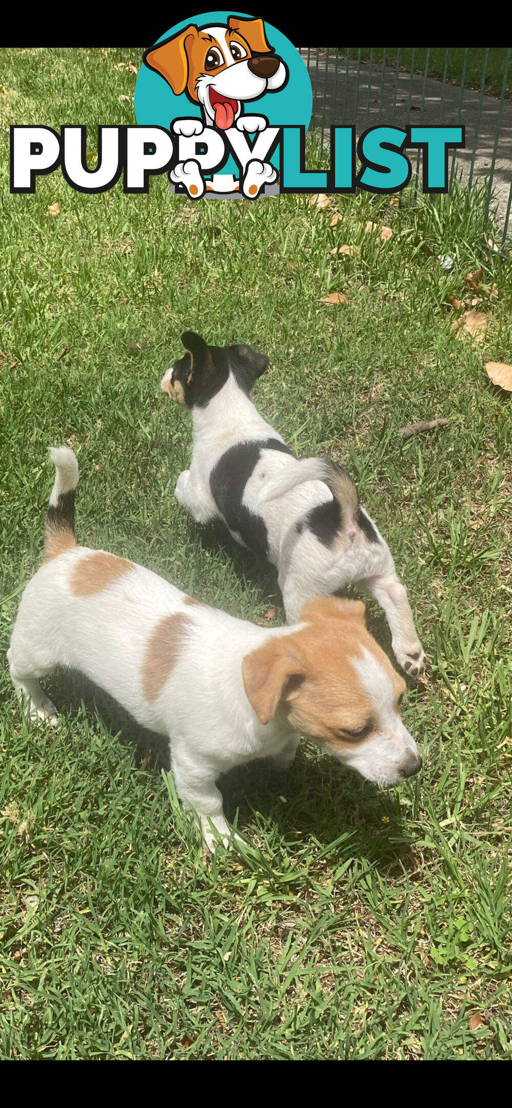 Jack Russell puppies