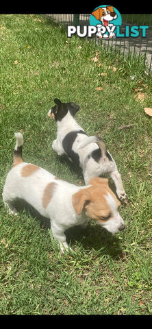 Jack Russell puppies