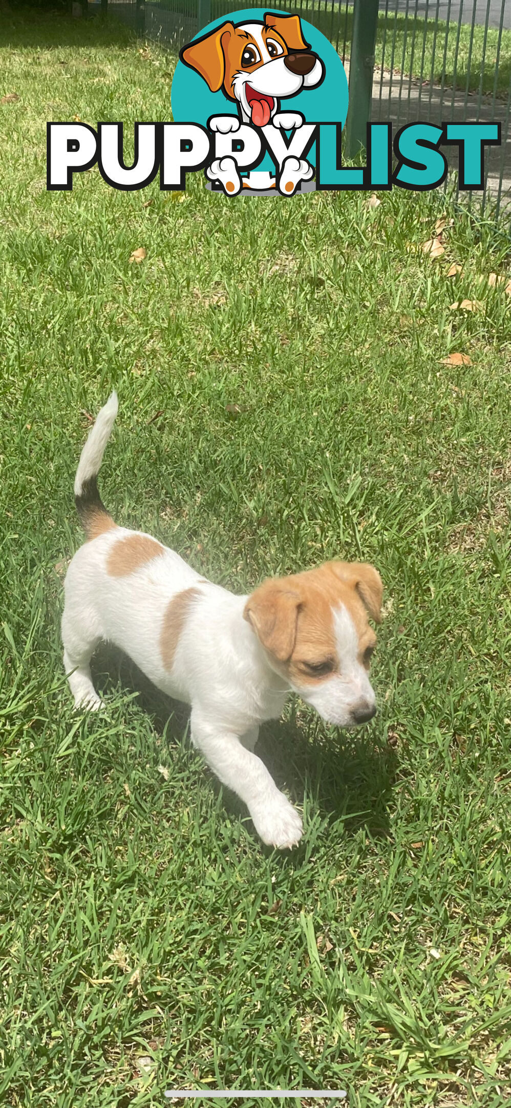 Jack Russell puppies