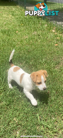 Jack Russell puppies