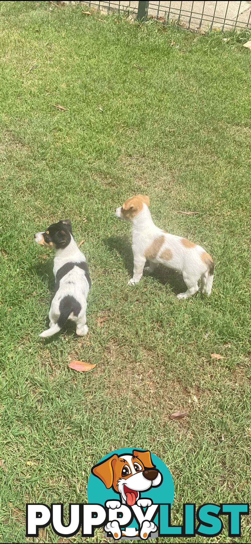 Jack Russell puppies