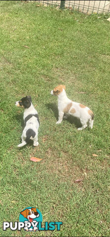 Jack Russell puppies