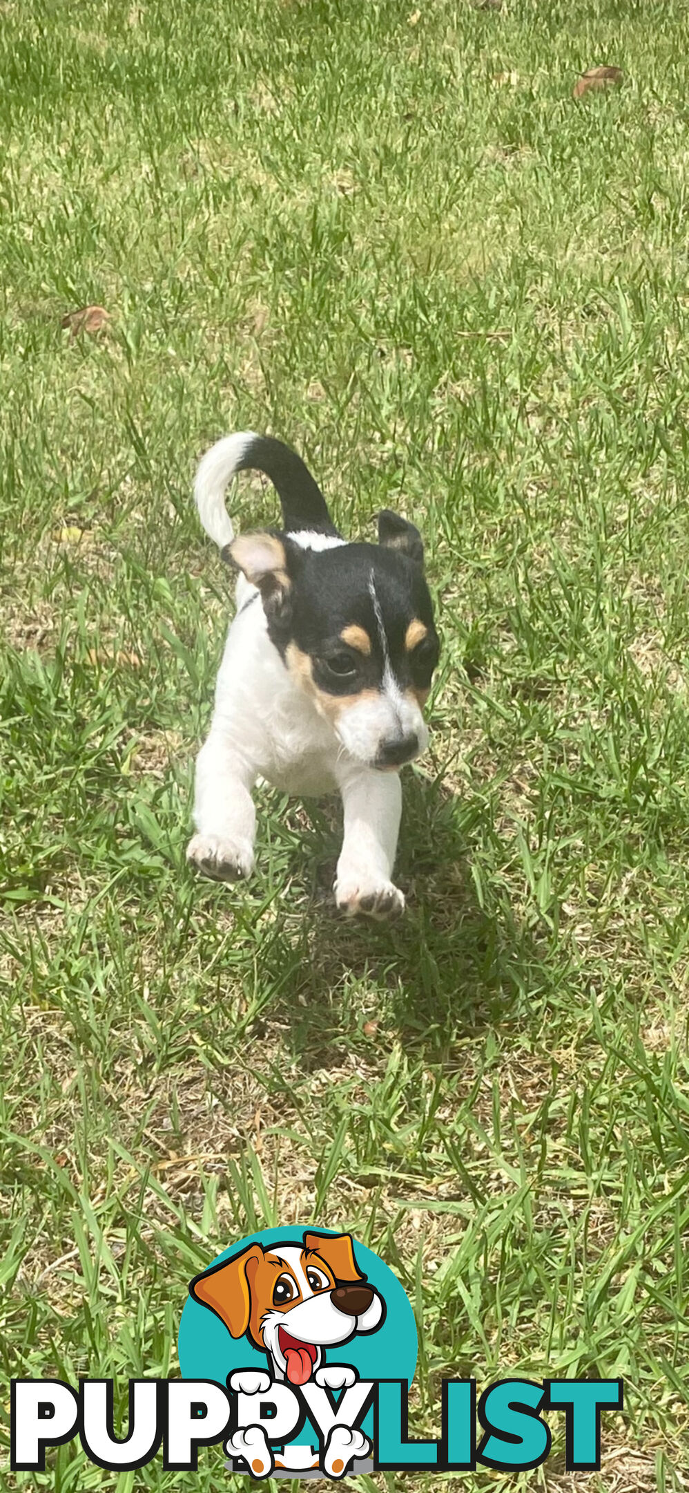 Jack Russell puppies