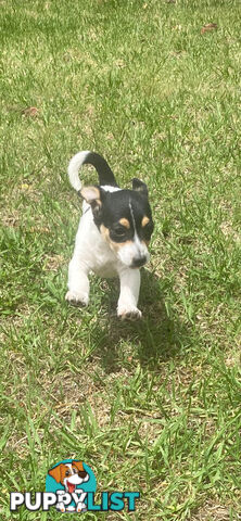 Jack Russell puppies