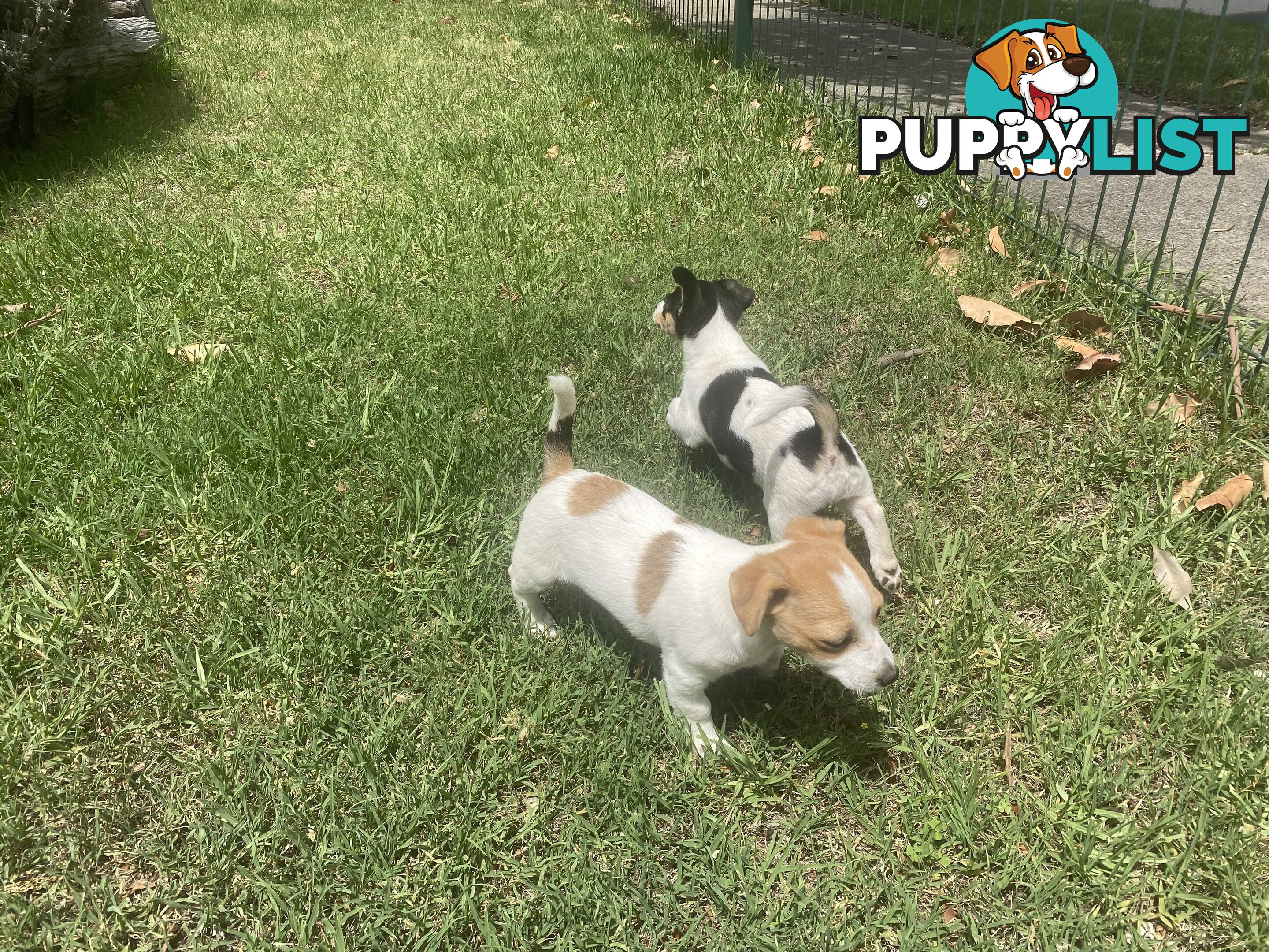 Jack Russell puppies