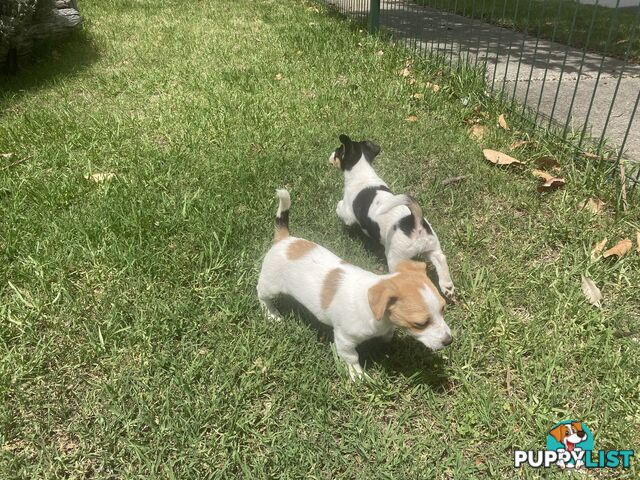 Jack Russell puppies