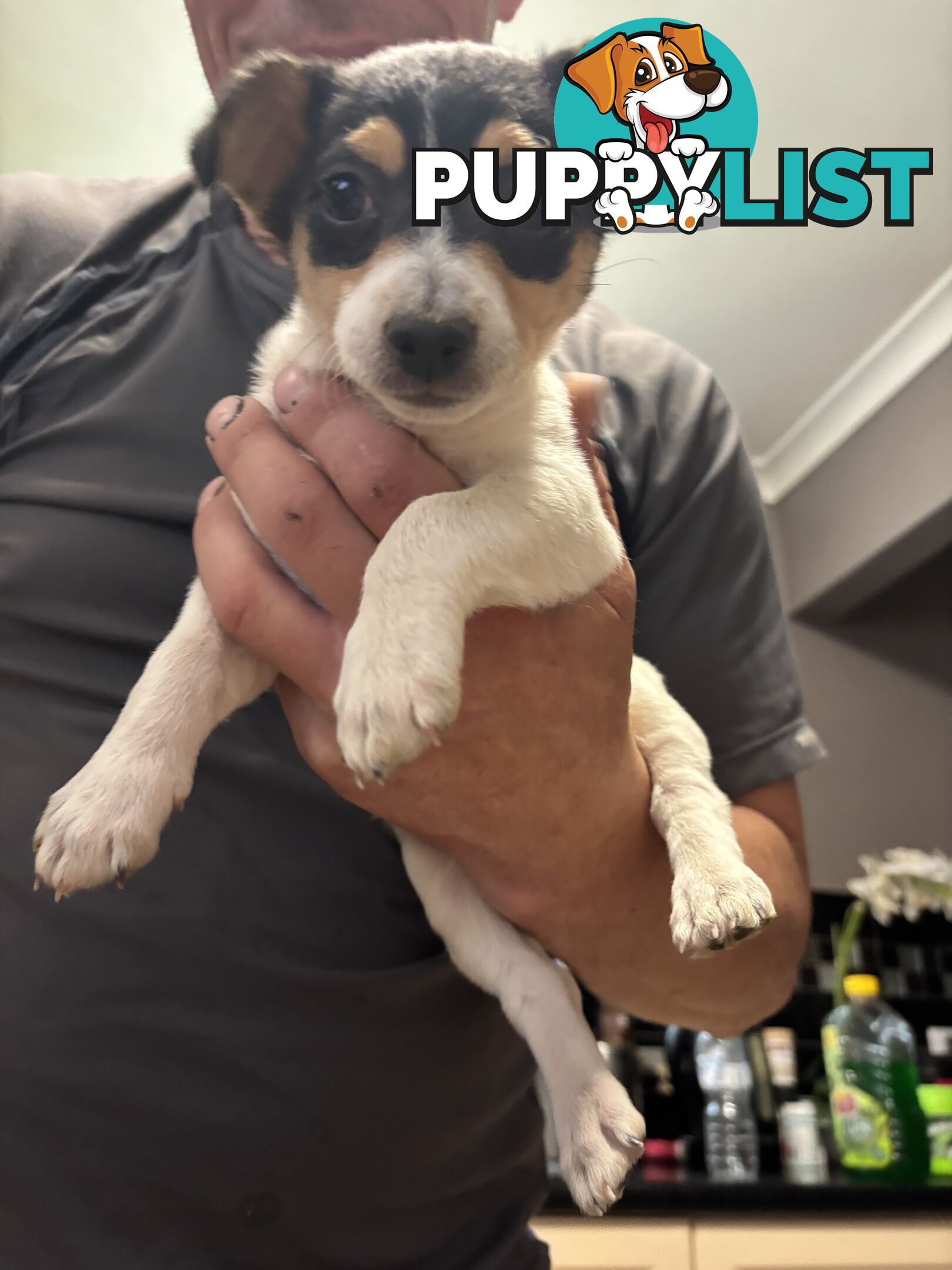 Jack Russell puppies