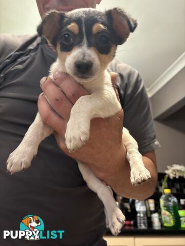 Jack Russell puppies