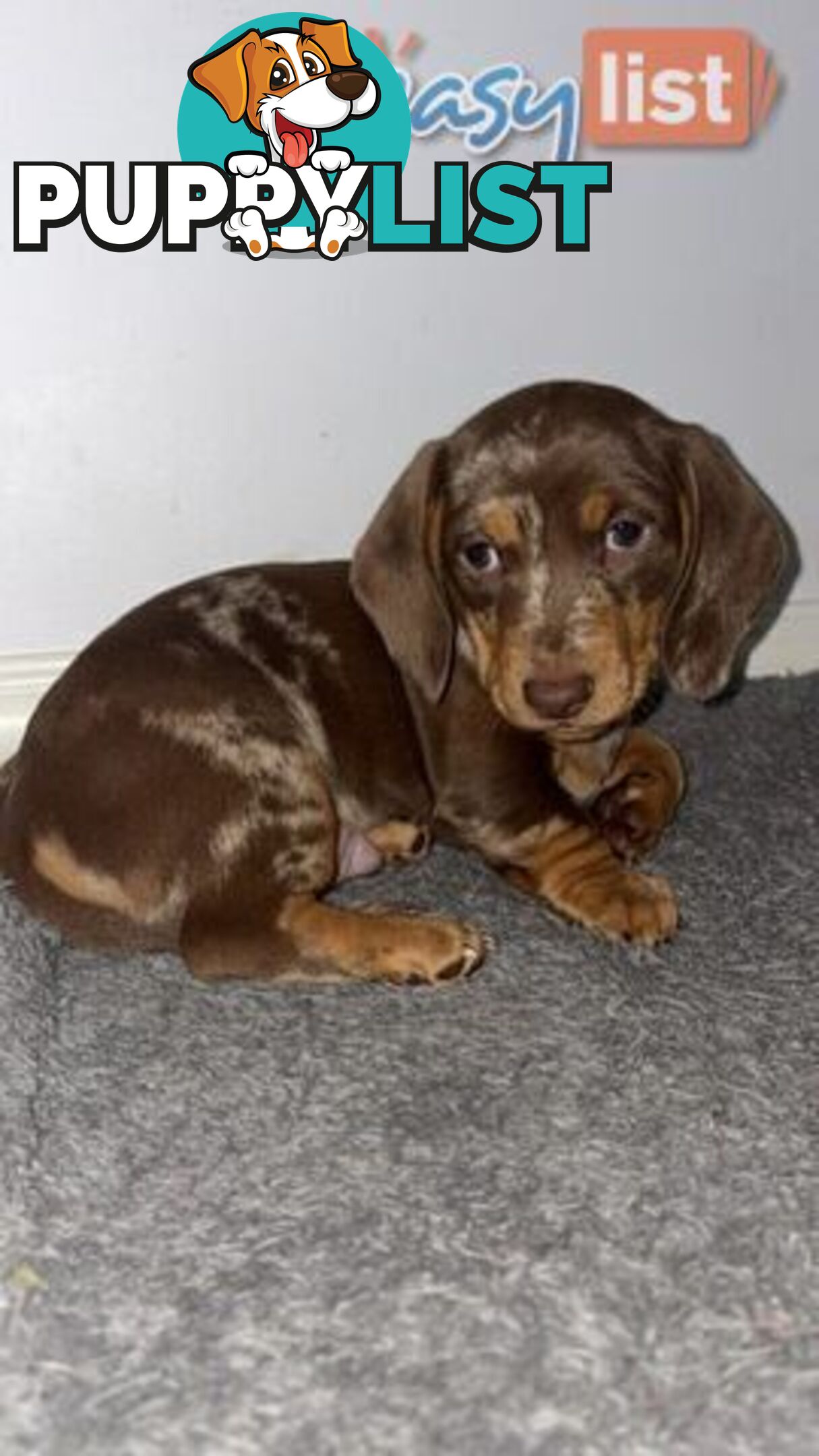 Pure Bred Miniature Dachshund Puppies