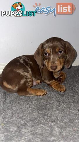 Pure Bred Miniature Dachshund Puppies