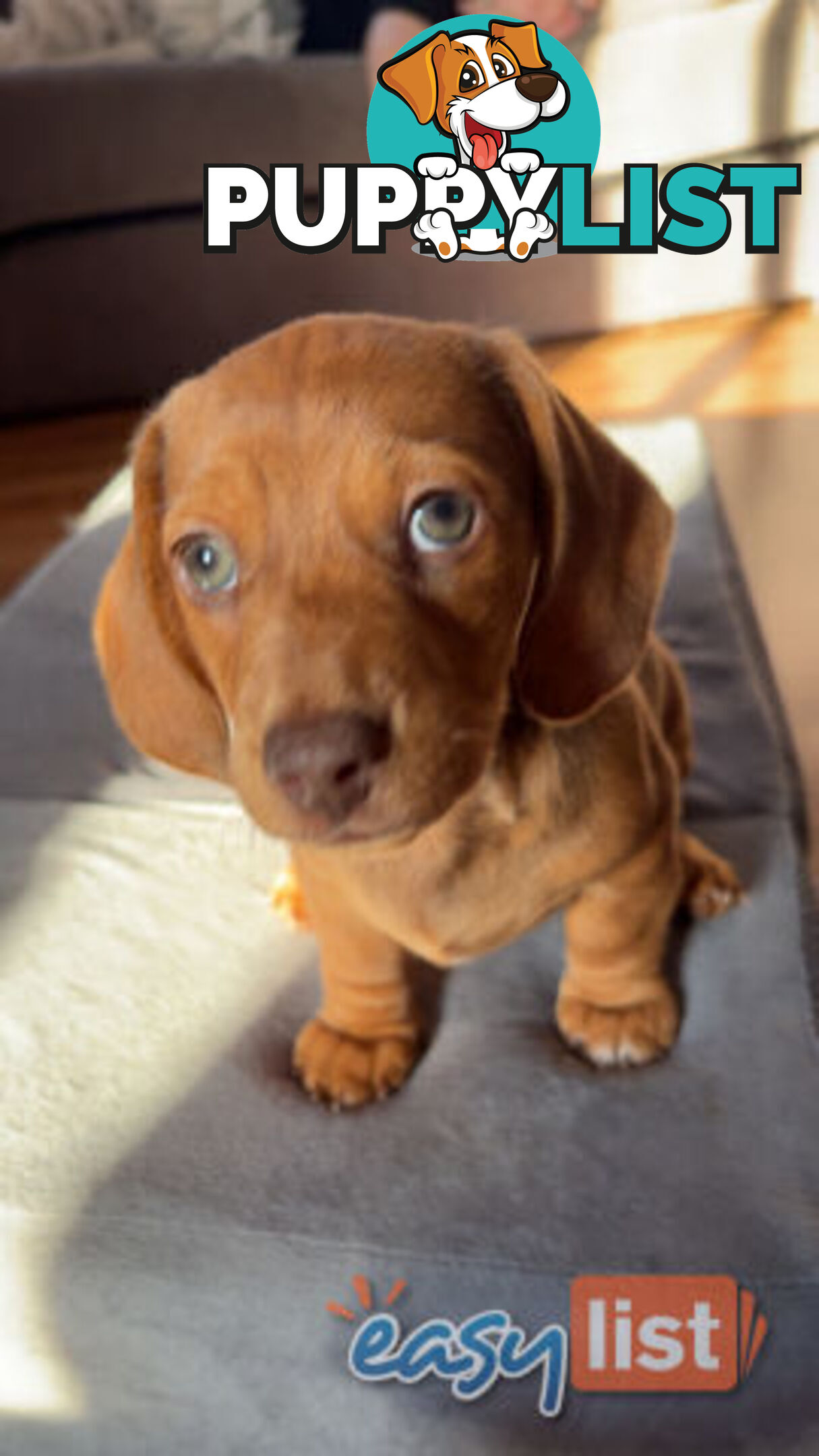 Pure Bred Miniature Dachshund Puppies