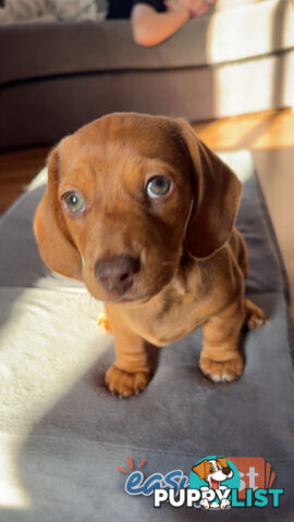 Pure Bred Miniature Dachshund Puppies
