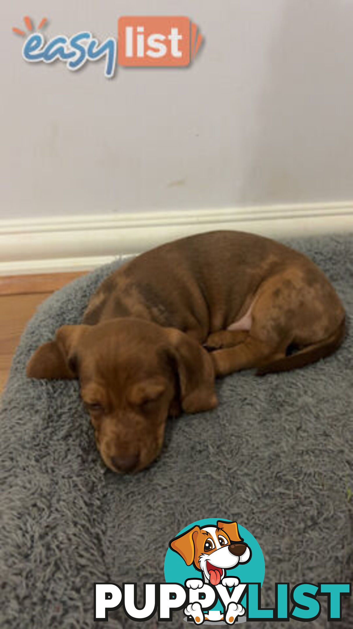 Pure Bred Miniature Dachshund Puppies