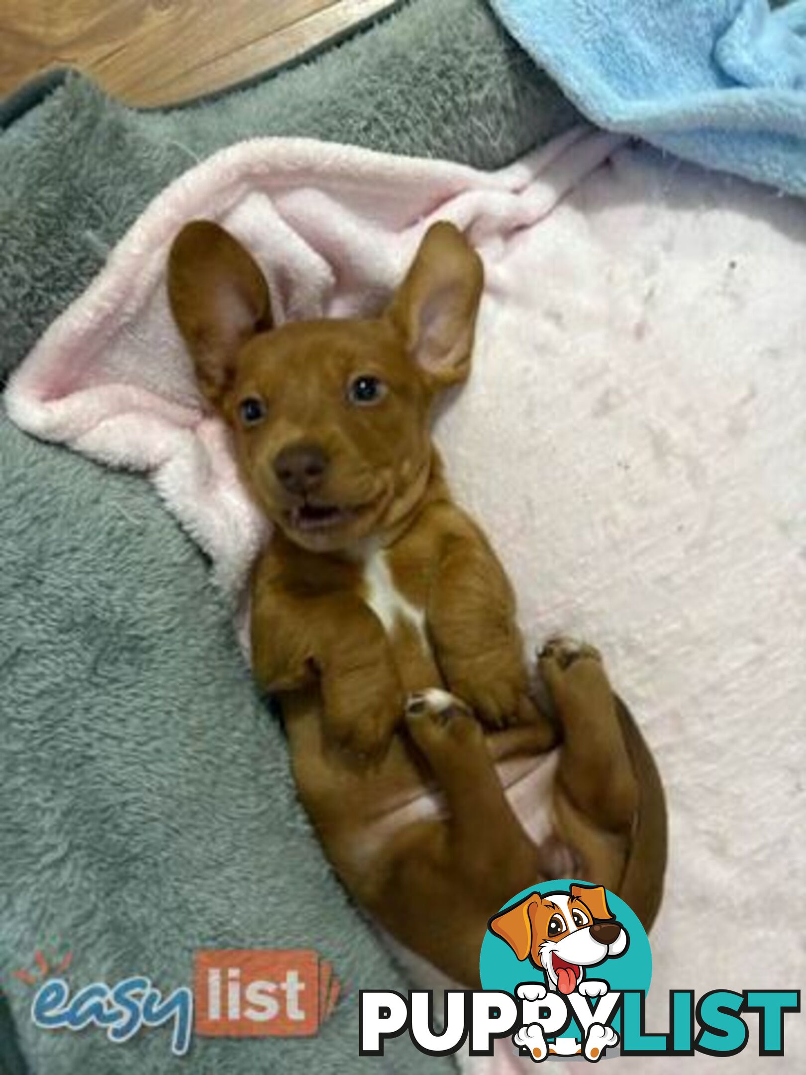 Pure Bred Miniature Dachshund Puppies