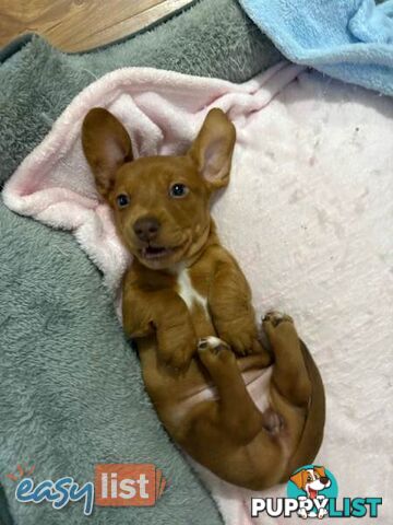 Pure Bred Miniature Dachshund Puppies