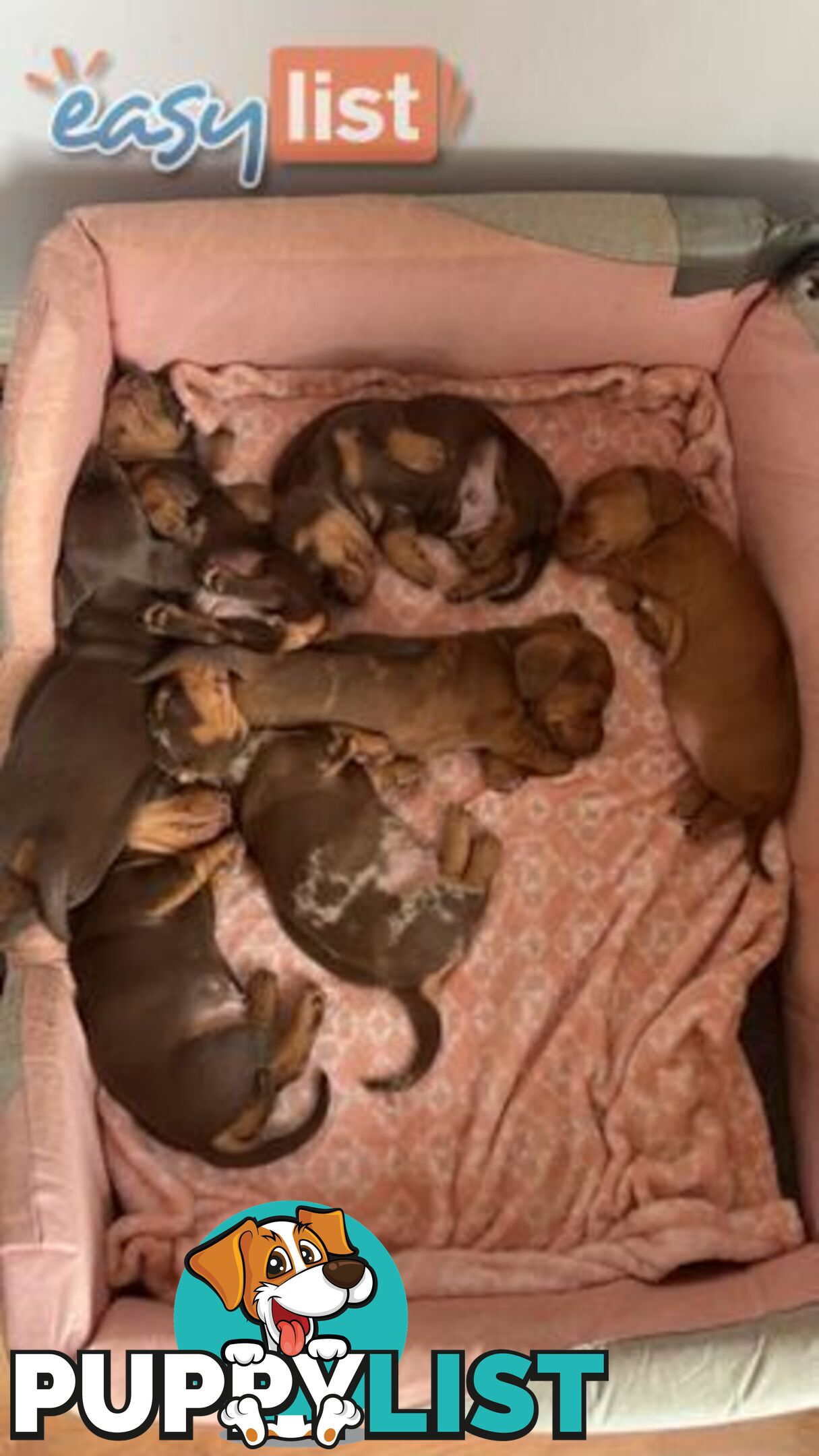 Pure Bred Miniature Dachshund Puppies