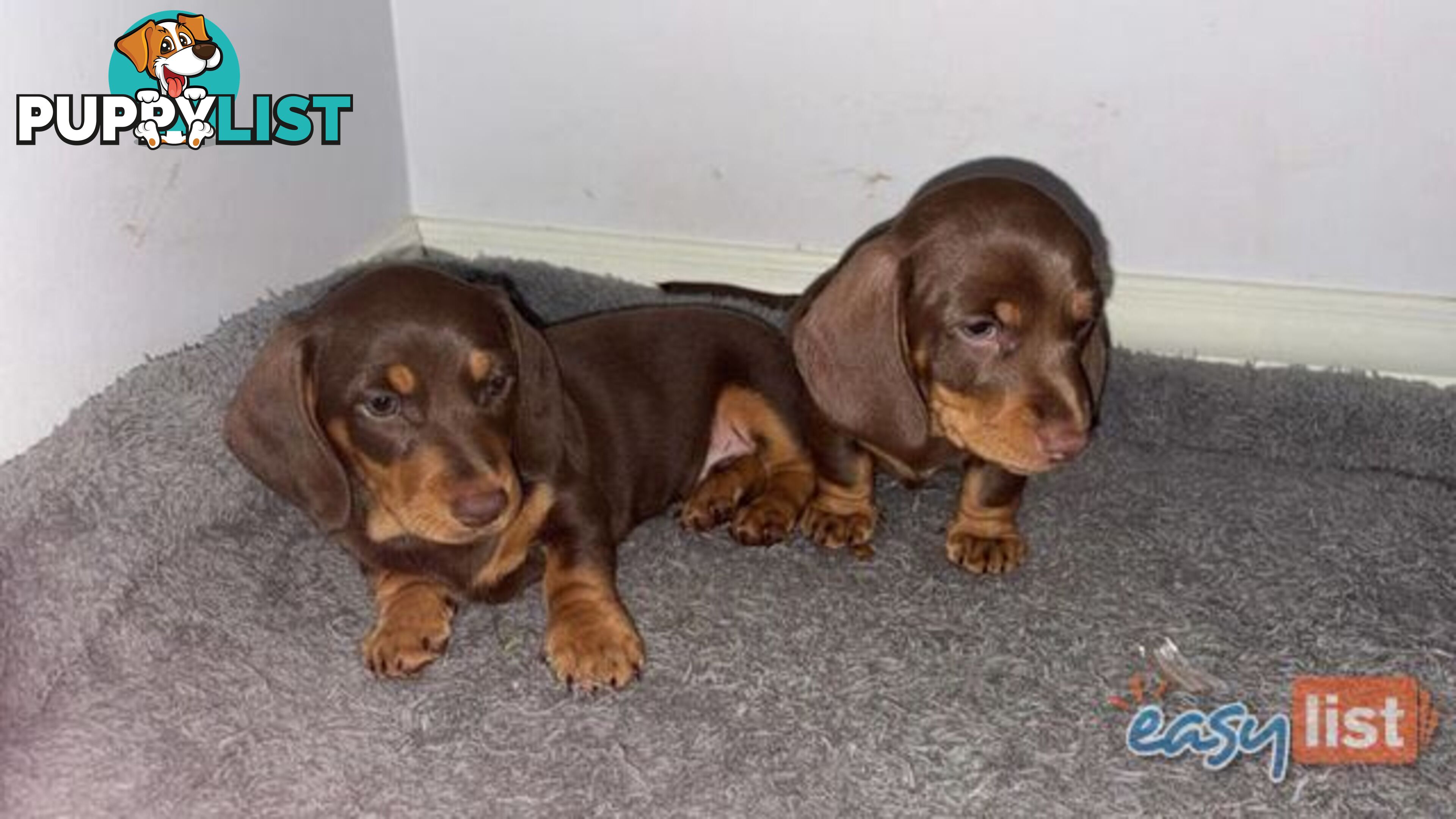 Pure Bred Miniature Dachshund Puppies