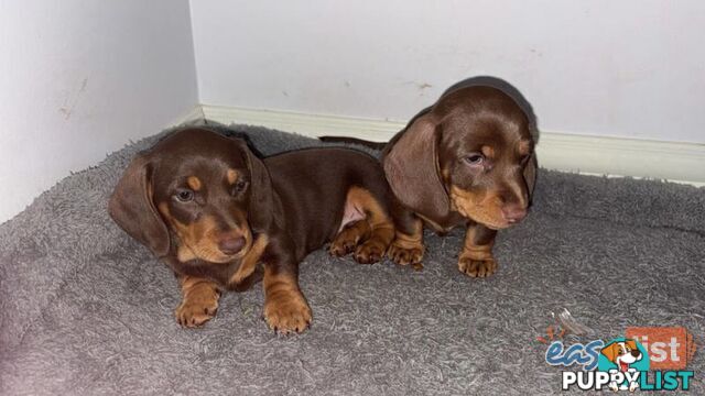 Pure Bred Miniature Dachshund Puppies