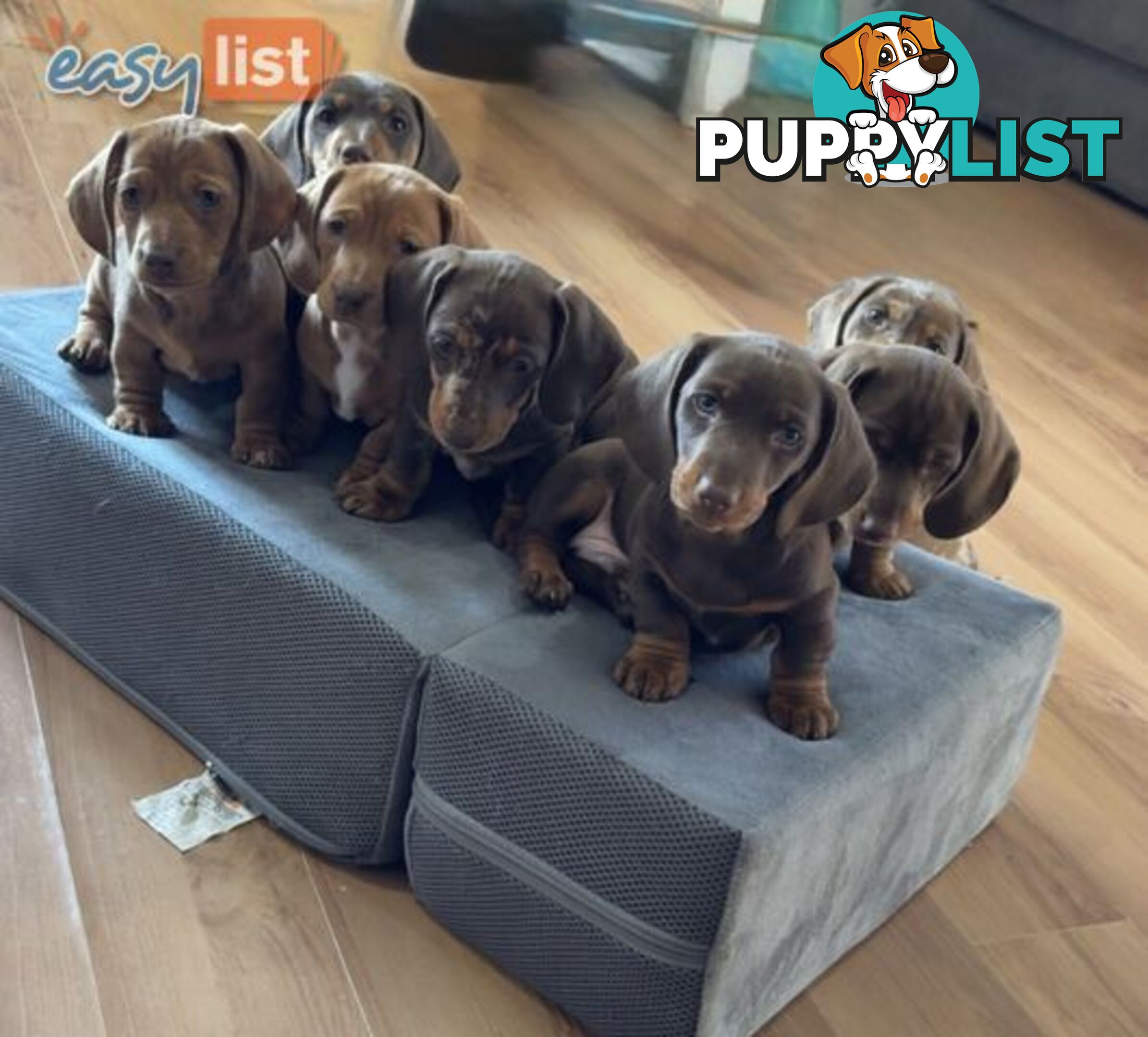 Pure Bred Miniature Dachshund Puppies