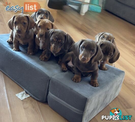 Pure Bred Miniature Dachshund Puppies