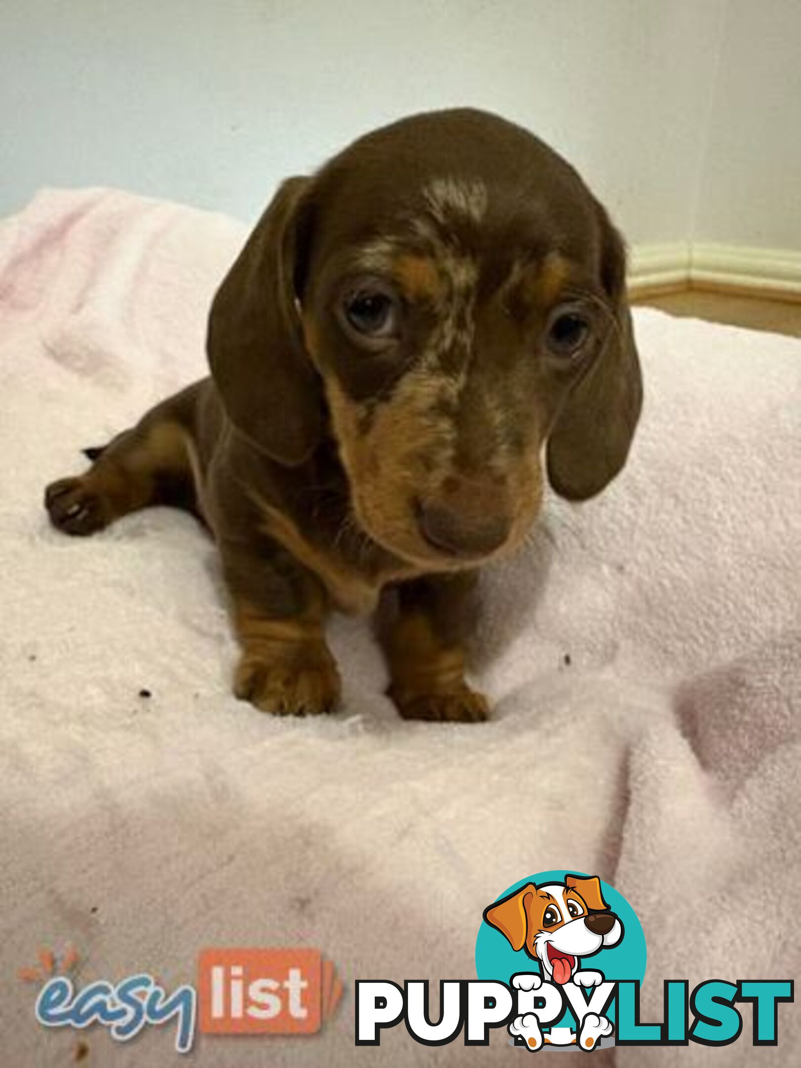 Pure Bred Miniature Dachshund Puppies