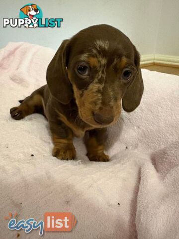 Pure Bred Miniature Dachshund Puppies
