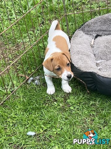 Jack Russell Male pup