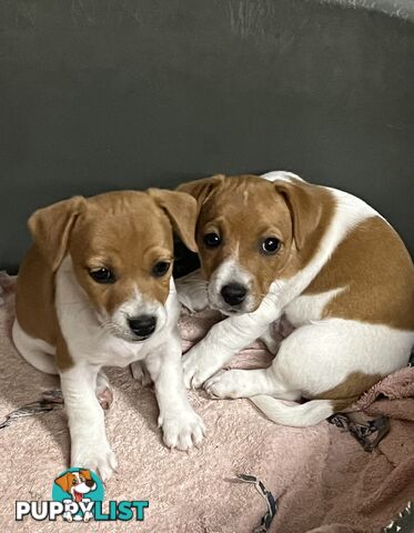 Jack Russell Male pup
