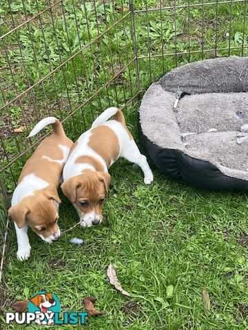 Jack Russell Male pup