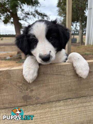 Female Border Collie Pup