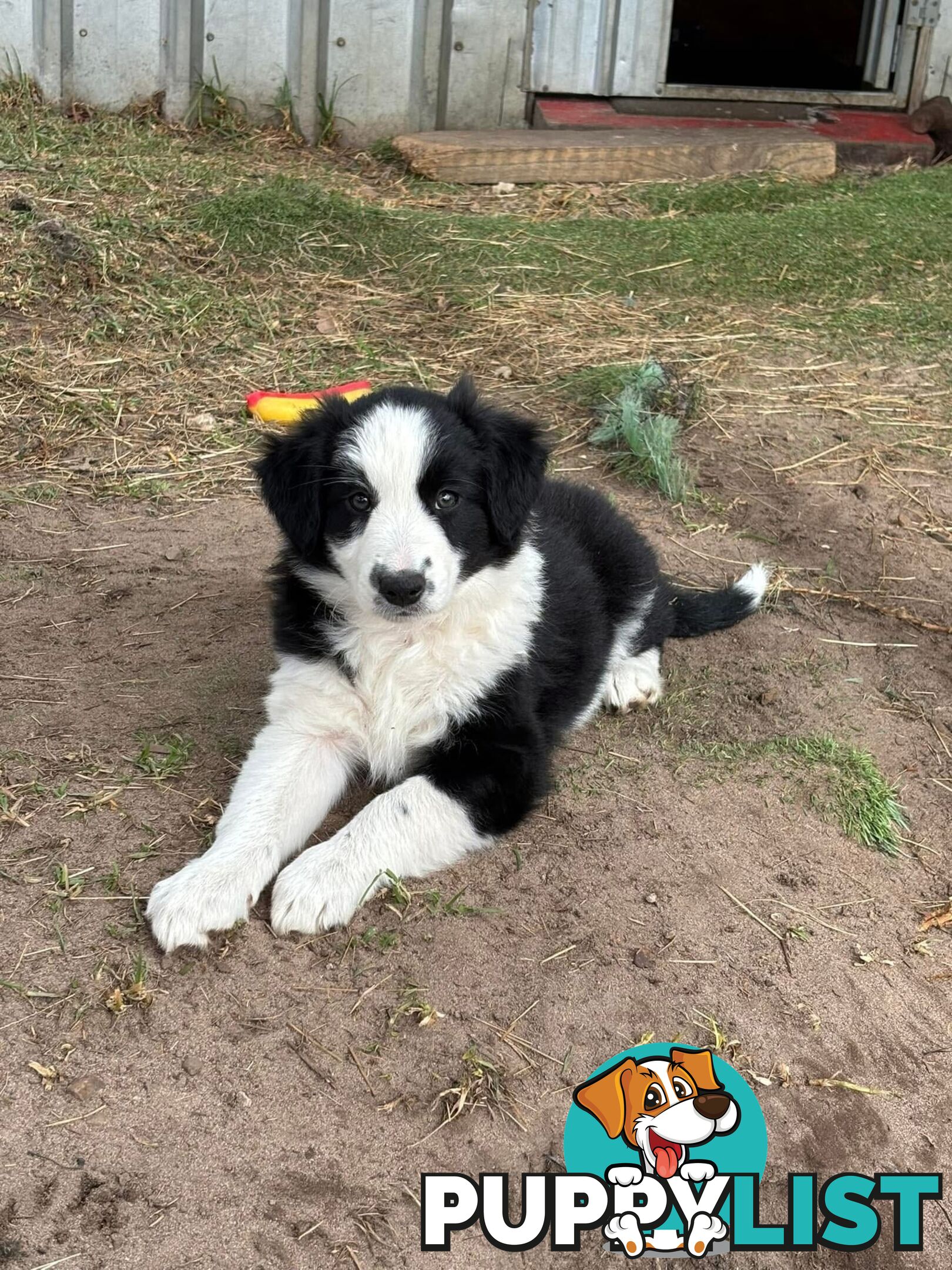 Female Border Collie Pup