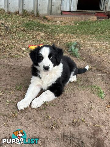 Female Border Collie Pup