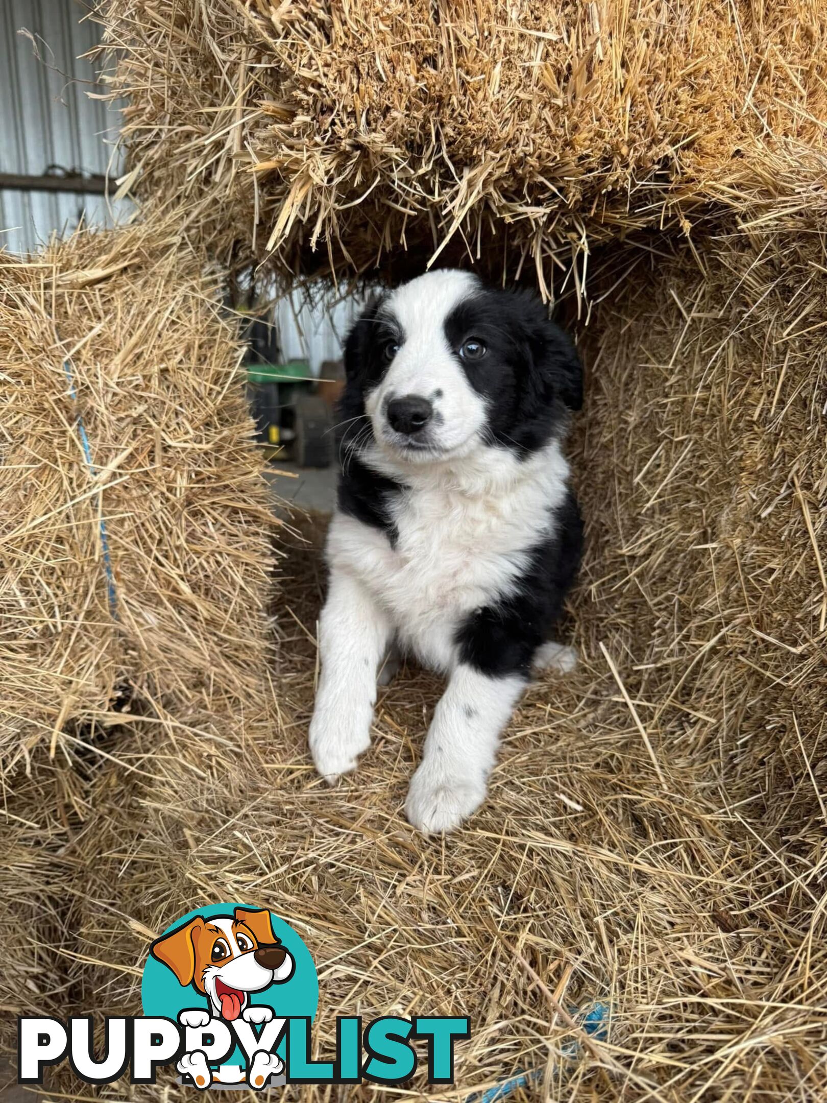 Female Border Collie Pup