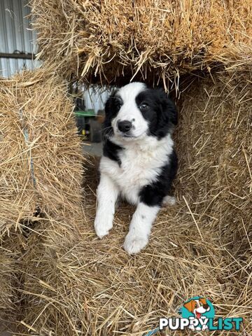 Female Border Collie Pup