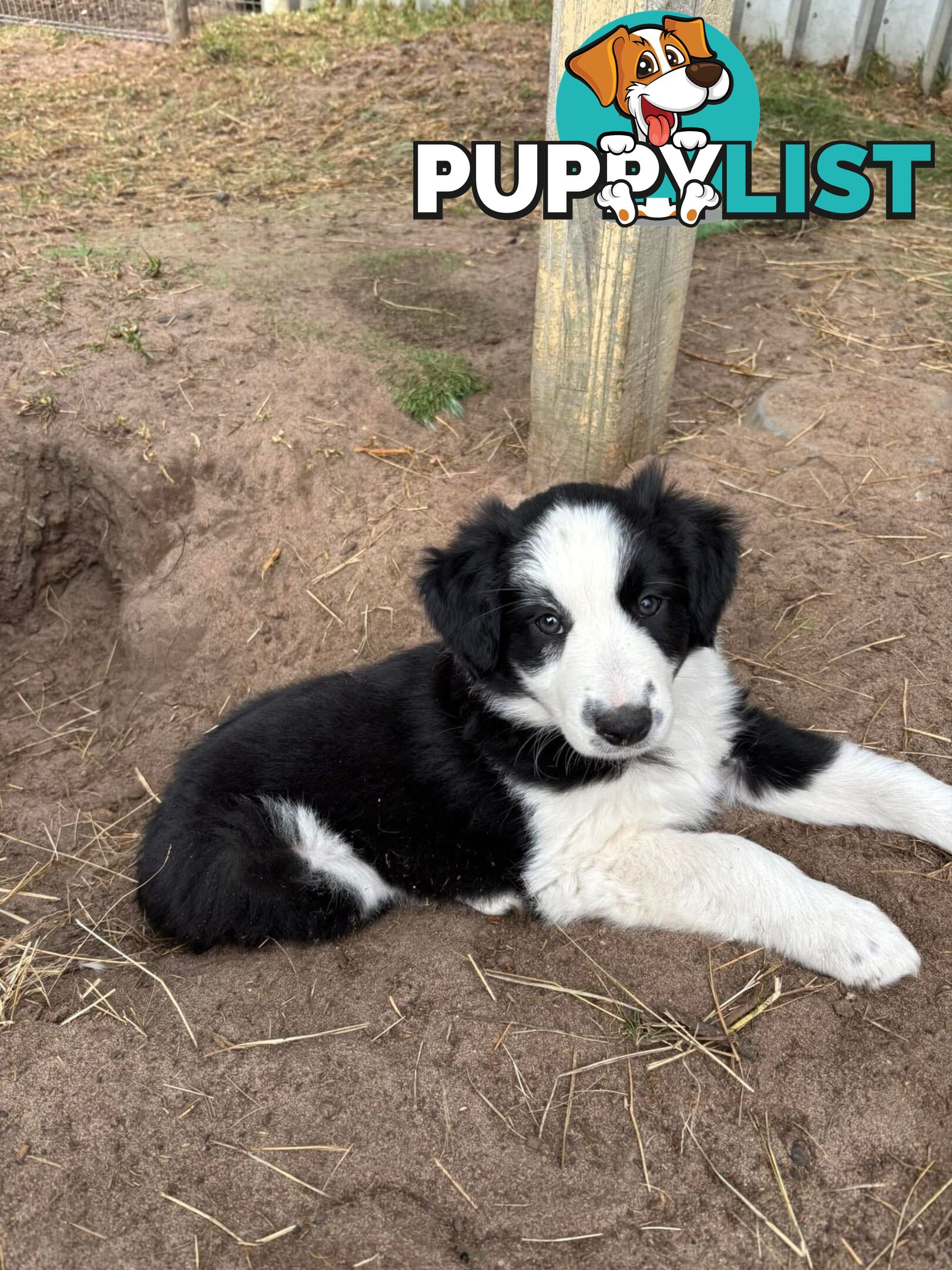 Female Border Collie Pup