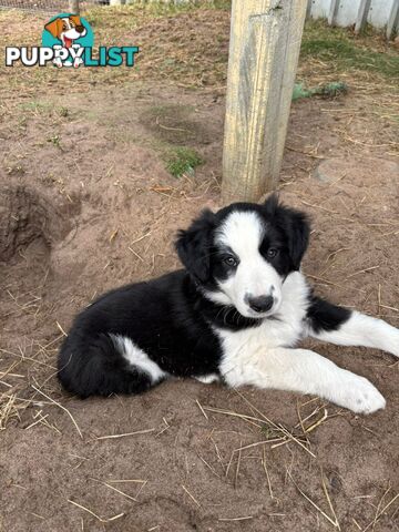 Female Border Collie Pup
