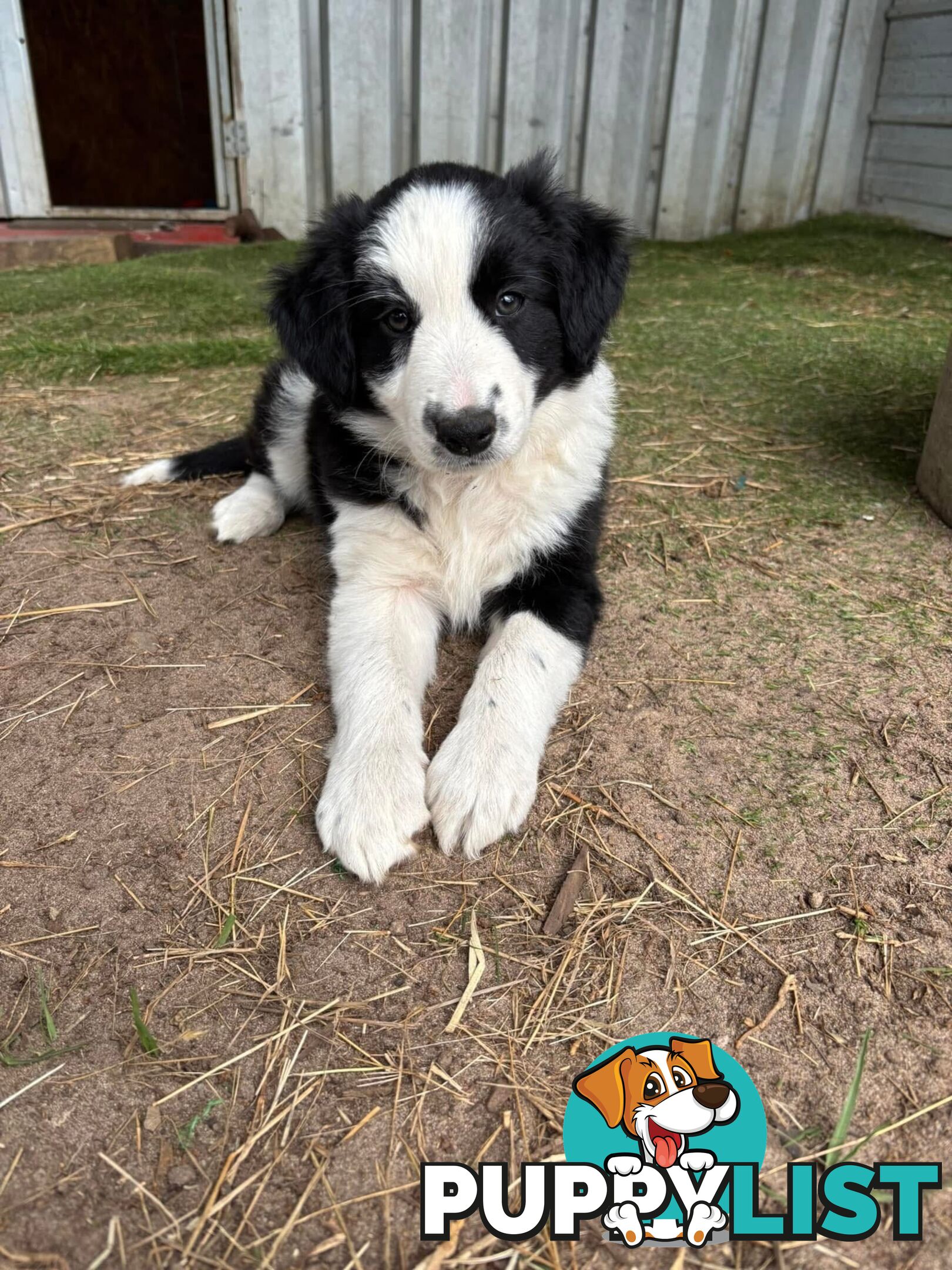 Female Border Collie Pup