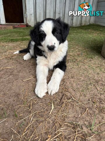 Female Border Collie Pup