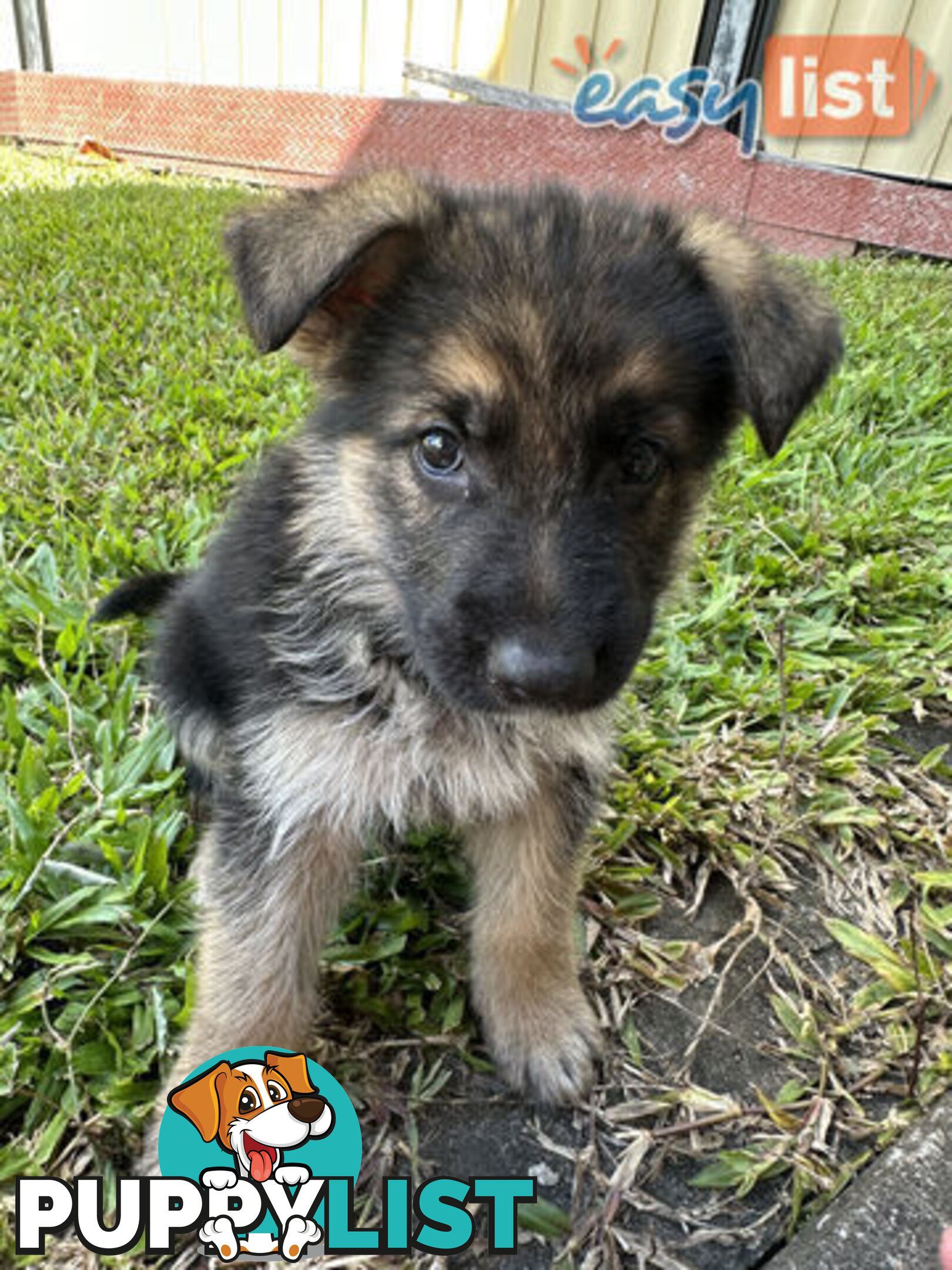 Pure Breed German Shepherd Puppies for sell