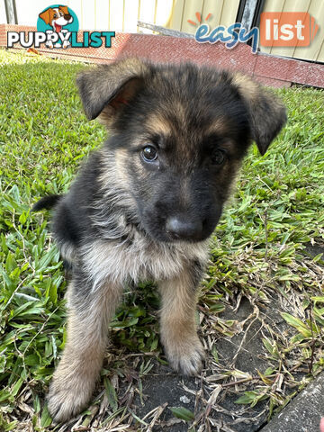 Pure Breed German Shepherd Puppies for sell