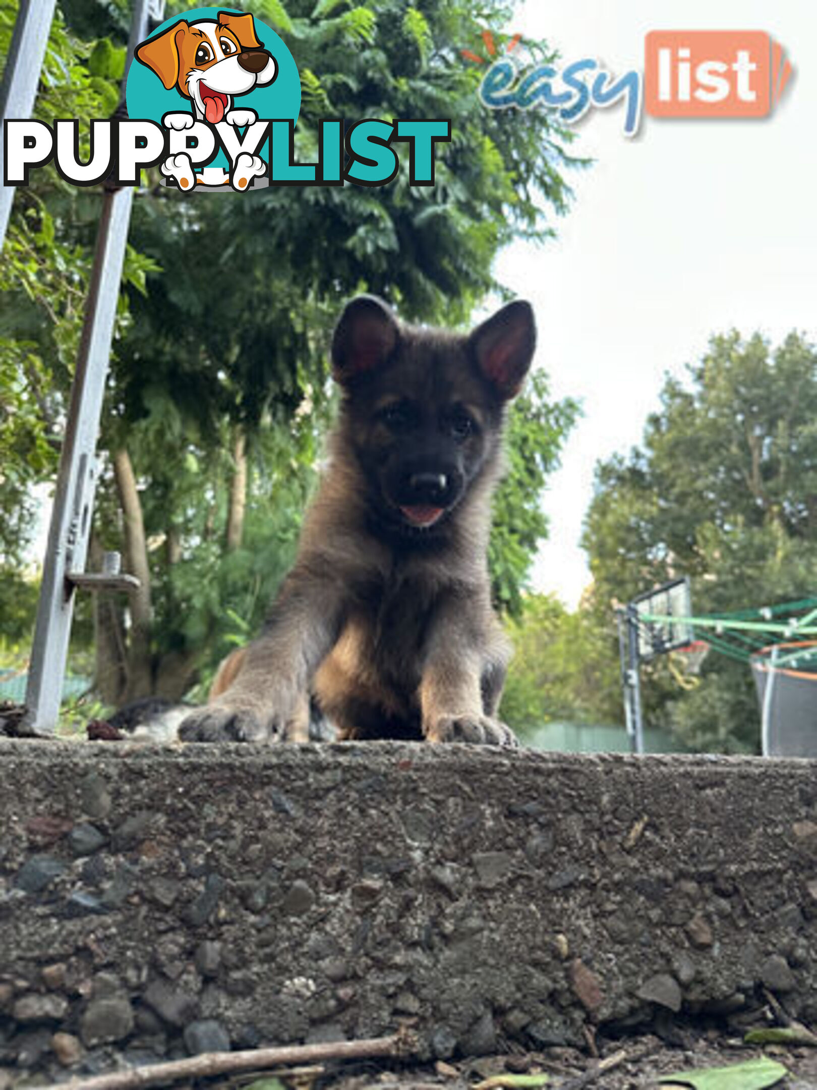 Pure Breed German Shepherd Puppies for sell