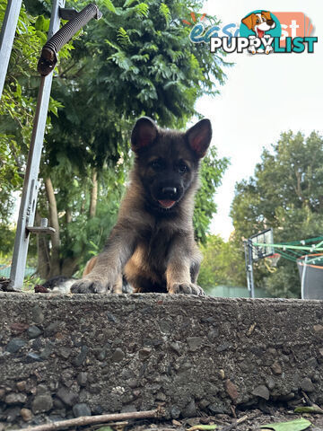 Pure Breed German Shepherd Puppies for sell