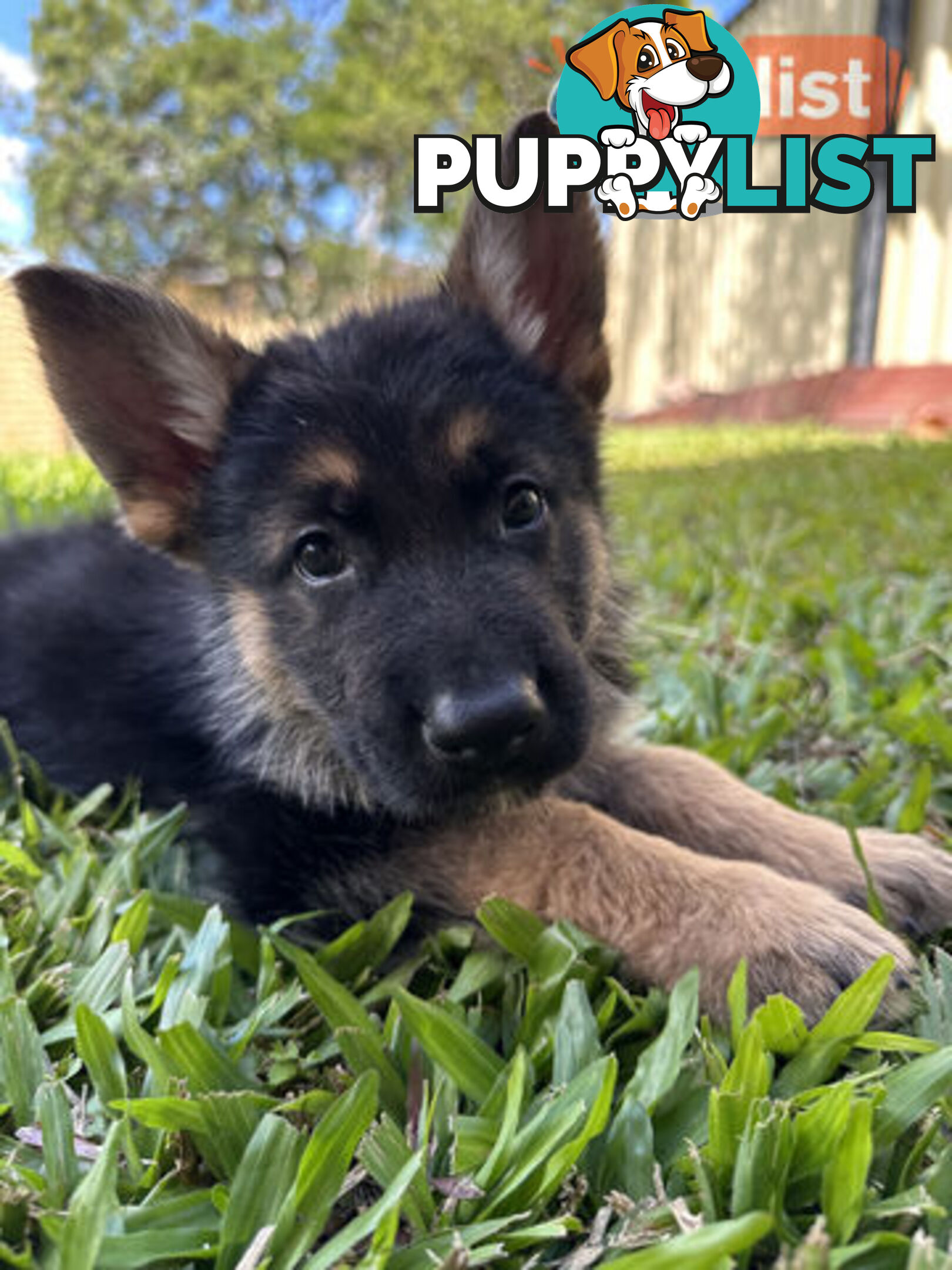 Pure Breed German Shepherd Puppies for sell